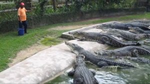 Учимся произносить названия и звуки животных! Играем с игрушками-животными - изучаем морских животны