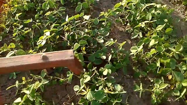 соя смотреть онлайн