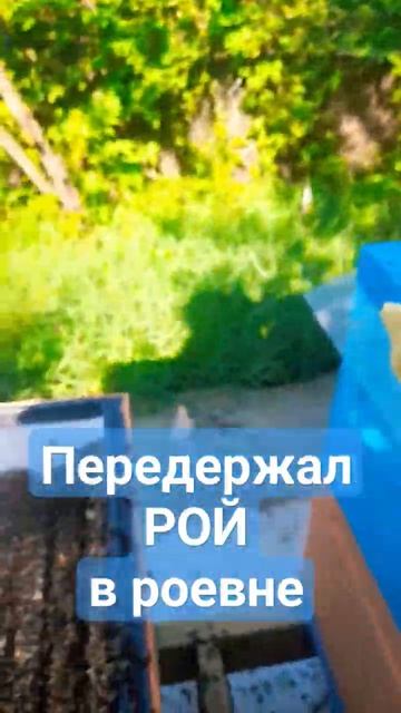 ❗РОЙ ПРОСИДЕЛ 4 дня в роевне♂️ #пчеловодство #пчелы #рой #роеловство #пасека смотреть онлайн