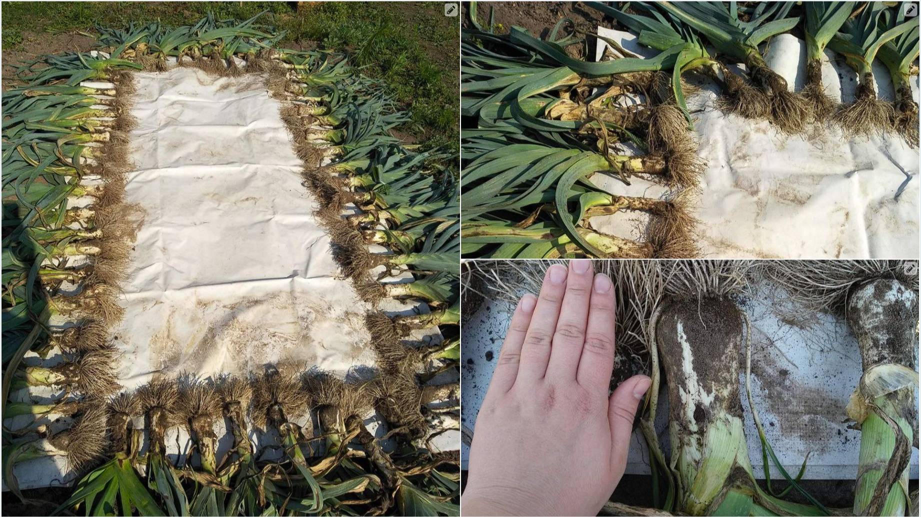 Лук порей. Посев на рассаду смотреть онлайн