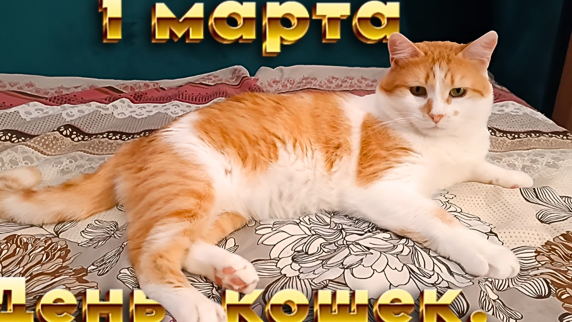 1 Марта День Кошек. смотреть онлайн