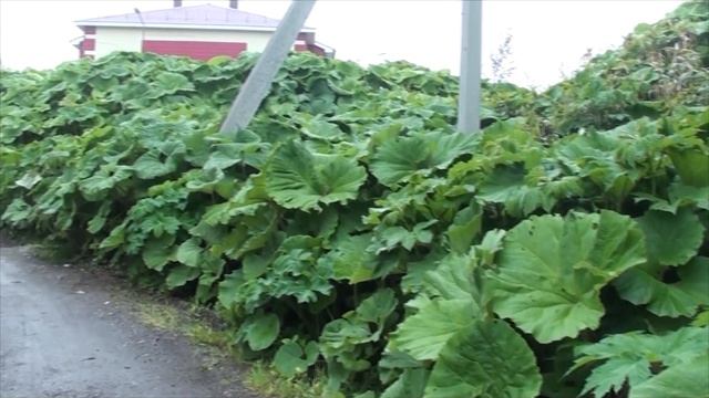 3 Пути дороги Сахалин Курилы 11 12 22 смотреть онлайн