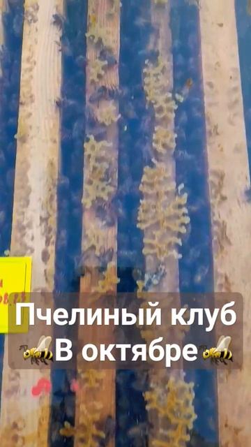 Холодает. Пчелы формируют клуб в октябре. 12.1023 #пасека #пчелы #пчеловодство #рой смотреть онлайн
