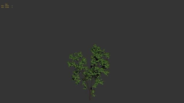 Procedural animation of sugar maple growing смотреть онлайн