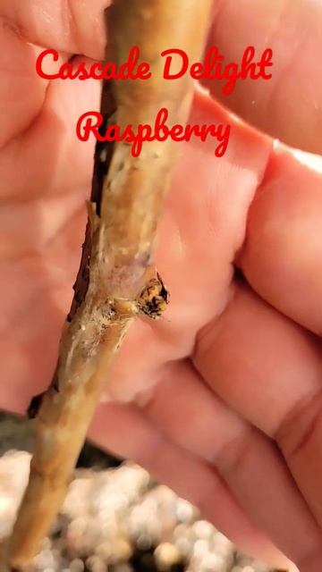 Cascade Delight Raspberry;superior red conical shaped berry flavorful summer harvest resist root ro смотреть онлайн