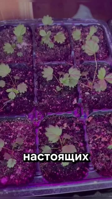 Каждый сможет Земляника из СЕМЯН 🍓 #земляника #клубника #рассада #strawberries #shorts смотреть онлайн