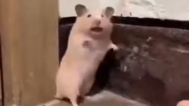 Милота да и только! Ч.8 🐁 смотреть онлайн