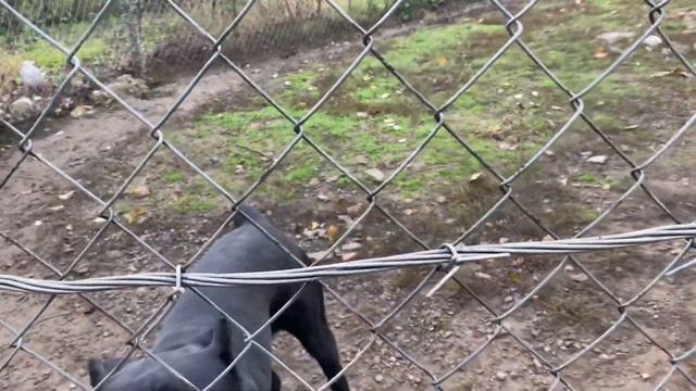 Кане-корсо, Алабай, Польская Подгалянская овчарка/ ПРОГУЛКА ДРУЗЕЙ смотреть онлайн