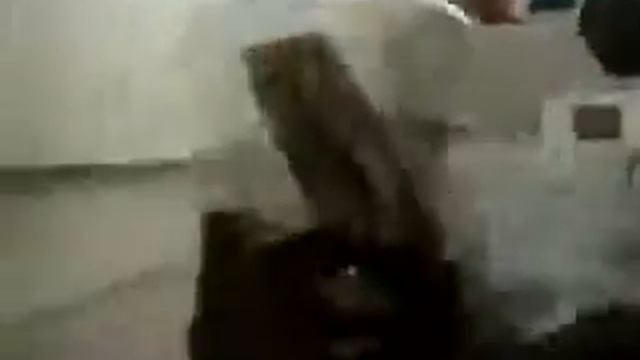 Poecilotheria Subfusca Bara Lowland Ivory Ornamental Rehousing   Jumpy T