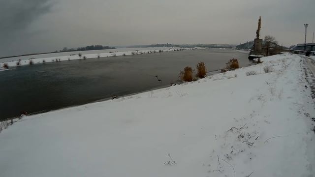 лебеди прилетели