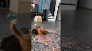 #кот #драка #тыгыдык #животные