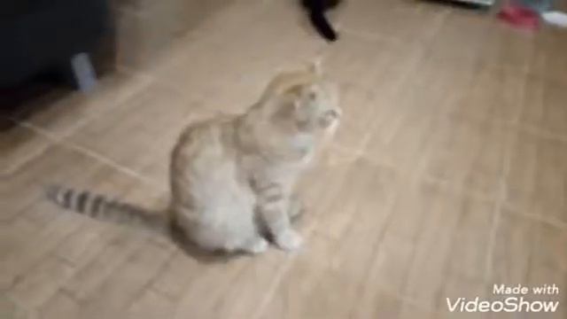 Рыжик вернулся??? 🐾 смотреть онлайн