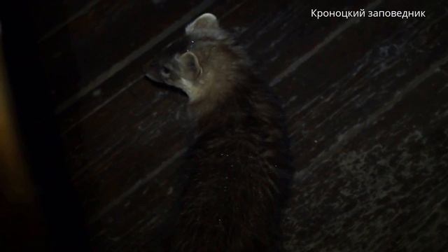 Ночной гость смотреть онлайн