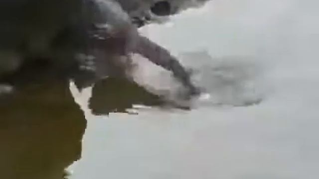 Хитрая птица смотреть онлайн