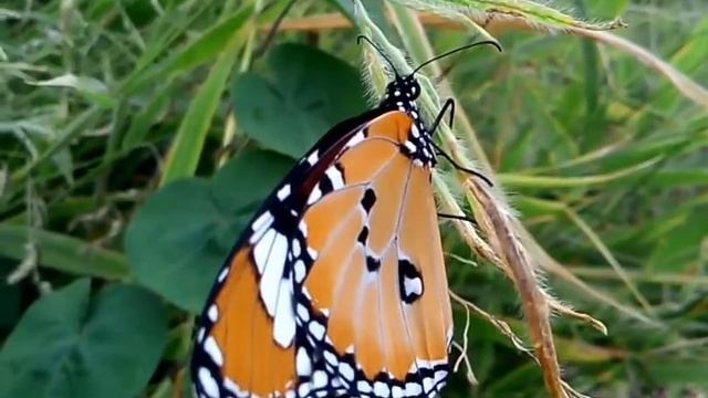 Danaus Chrysippus (Le Petit Monarque)