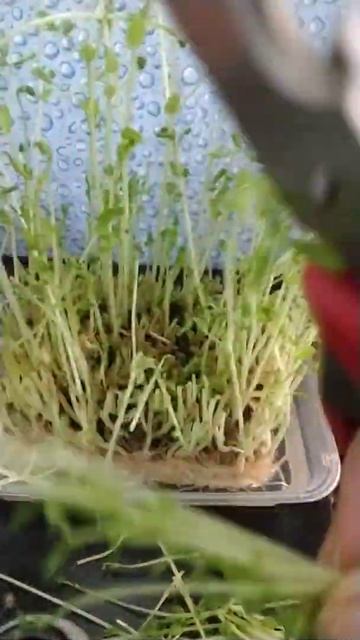Harvesting my organic chick peas sprout shorts # смотреть онлайн
