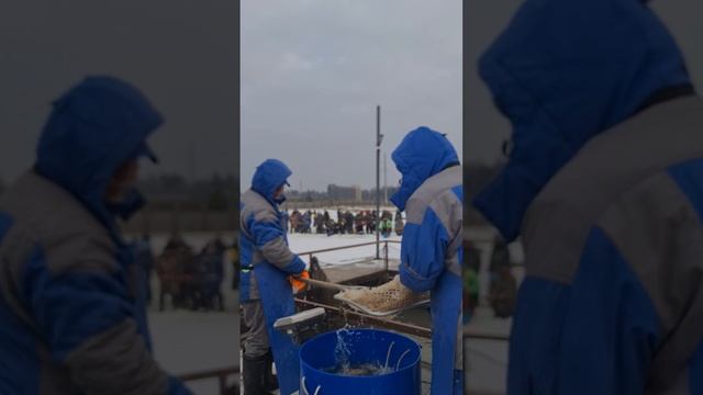 Запуск форели смотреть онлайн