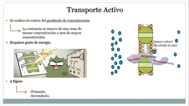 Repaso Integral de Biologia Sabado 1/5 Transporte de Membrana смотреть онлайн