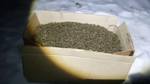 Готовимся к выставке пчёл