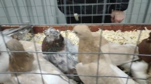 1.03.2025г Голубиный Рай Москва ч. 1