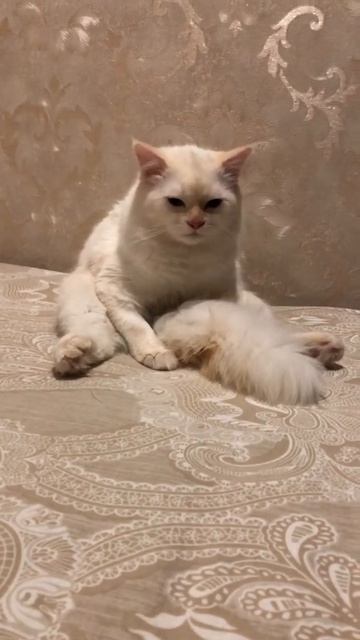 Кокос паранойя смотреть онлайн