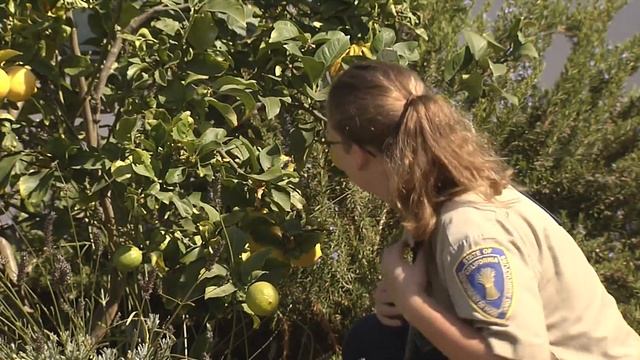A little bug could be a big problem for citrus growers смотреть онлайн