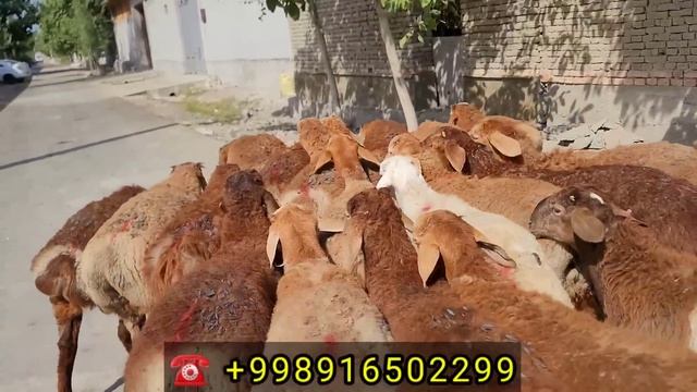 EDILBAY ARASHAN QO'ZILAR KELDI URG'LIKGA XAM BOR N-1 QO'CHQORLAR ULGIRIB QOLING смотреть онлайн