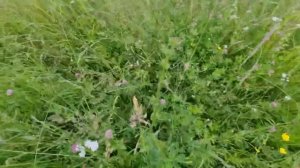 Мы начали заготовку сена 2022/ Будни фермера на Ранчо/ КФХ Идиятуллин