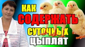 Как СОДЕРЖАТЬ ЦЫПЛЯТ с первых дней жизни.
