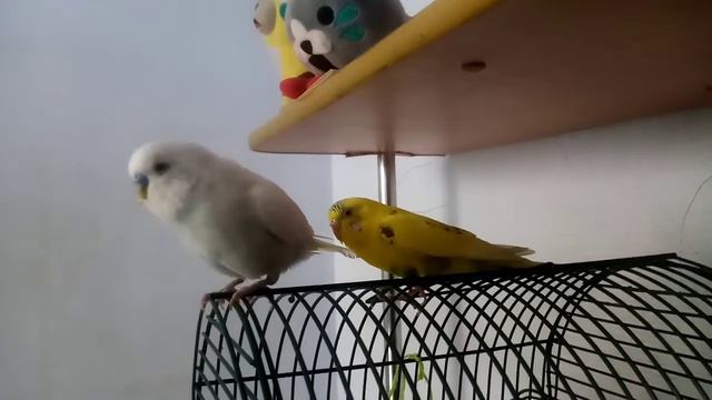 Наши ручные попугаи смотреть онлайн