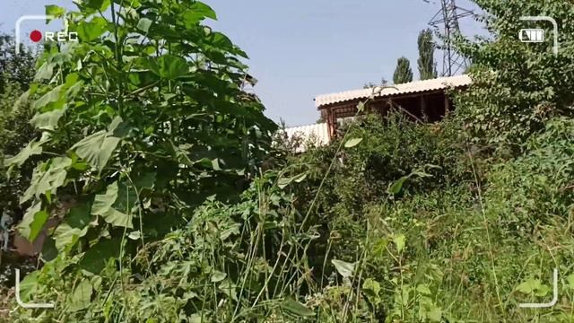 🌱🌳ПАВЛОНИЯЛАР ӨСҮП КЕТТИ🌳🌿 ПАВЛОНИЯЛАРГА КЫЗЫККАНДАР КӨП ЭКЕН СИЗ ДА ЭГИП КӨРҮҢҮЗ🌱 смотреть онлайн