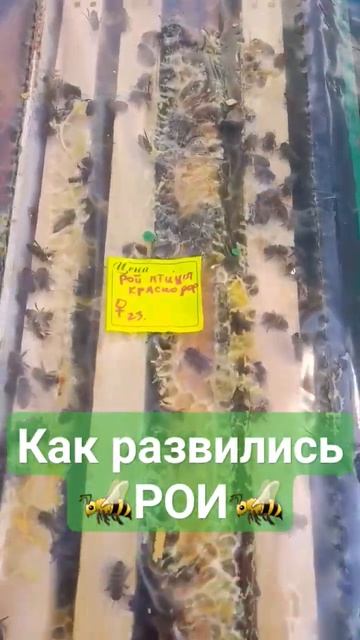 Как развились поздние рои... #пчеловодство #пчелы #рой #пасека #природа #мёд смотреть онлайн