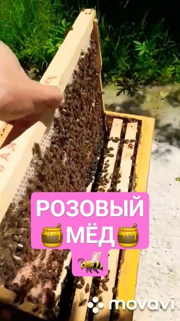 ❗Розовый мед на розовой вощине#мед #пчелы #пчеловодство #пасека смотреть онлайн