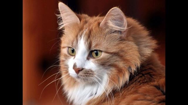 Светлана Павлова. Ода коту смотреть онлайн