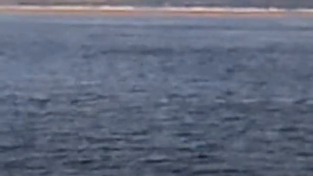 dolfins in black rock beach смотреть онлайн