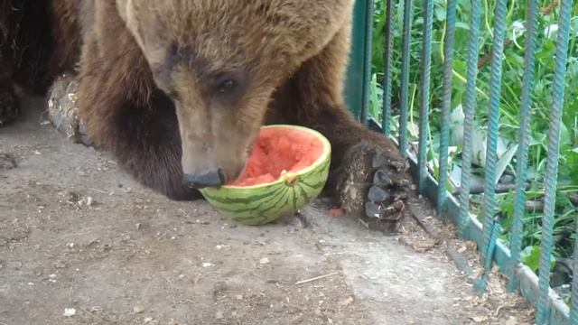 Любит арбузы смотреть онлайн