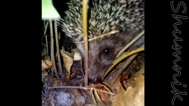 Нервный ежик! смотреть онлайн