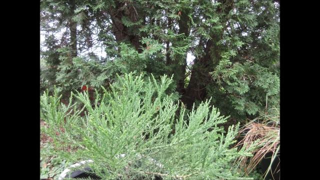 Feeling Refreshed Giant Sequoia Redwood Tree May 2022 смотреть онлайн