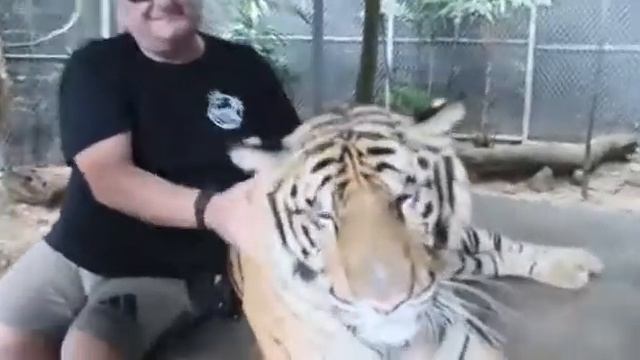 Happy Tiger Happy Attila смотреть онлайн