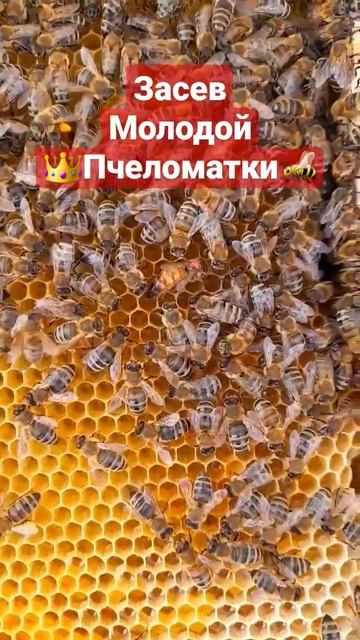 Как сеет яйца молодая матка #пчеловодство #матководство #пасека #пчелы #мёд #роеловство #рой смотреть онлайн