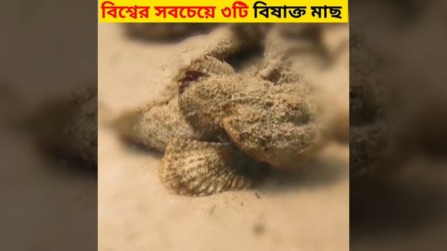 বিশ্বের সব থেকে বিষাক্ত ৩টি মাছ | Most dangerous three fishes in the world in bangla#shorts смотреть онлайн