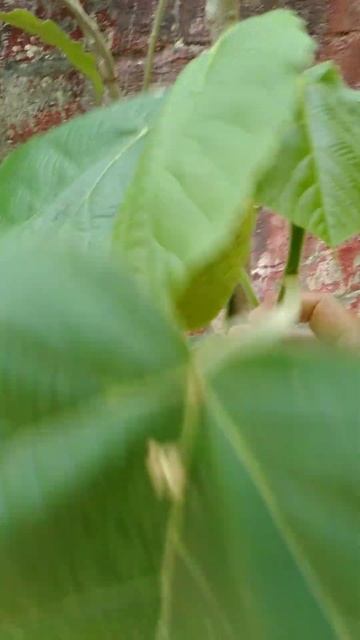 Jatobá/(Hymenaea courbaril) L. [Leitura na Descrição]#plantas смотреть онлайн