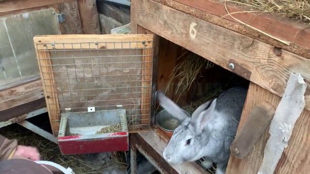 В конце зимы начались окролы