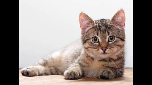 Татьяна Лаврова. Кот по имени Тигр смотреть онлайн