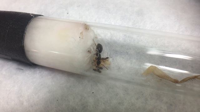 Parasitic Lasius aphidicola (umbratus) Journal - Week 1 Update смотреть онлайн