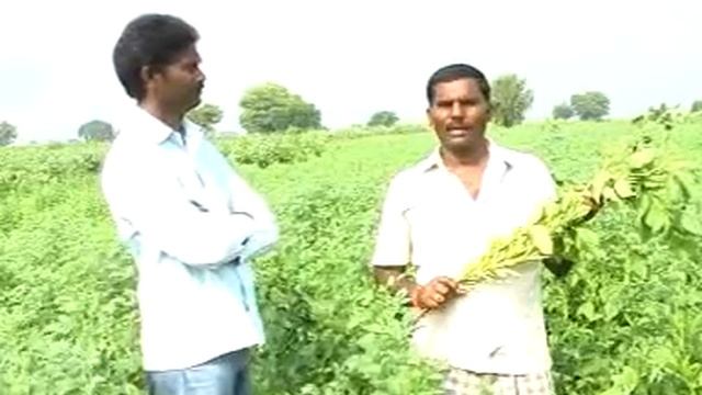 How to cultivate Guar gum seed :best practices in disease control, seed treatment , harvesting смотреть онлайн