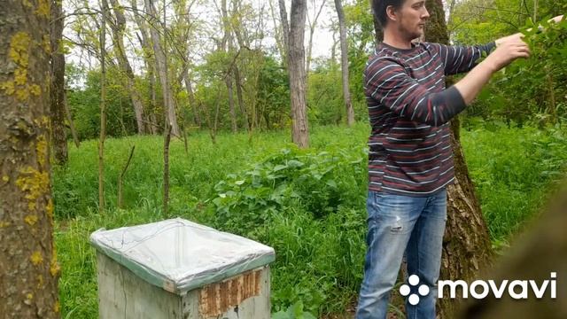 УСТАНОВКА ЛОВУШЕК возле города и на балконе. #пасека #роеловство #пчеловодство #ловушки_для_пчёл смотреть онлайн