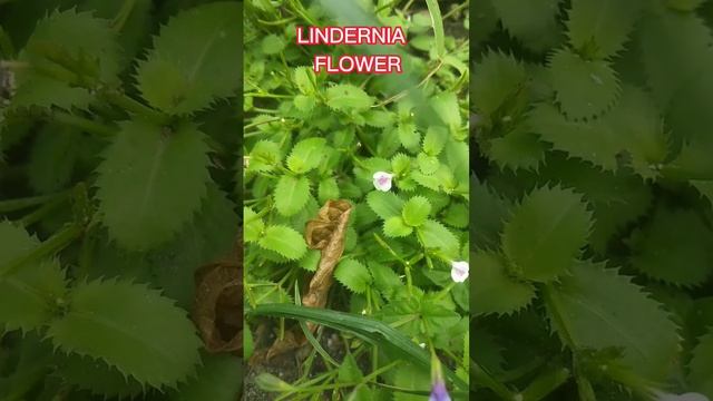 LINDERNIA FLOWER смотреть онлайн