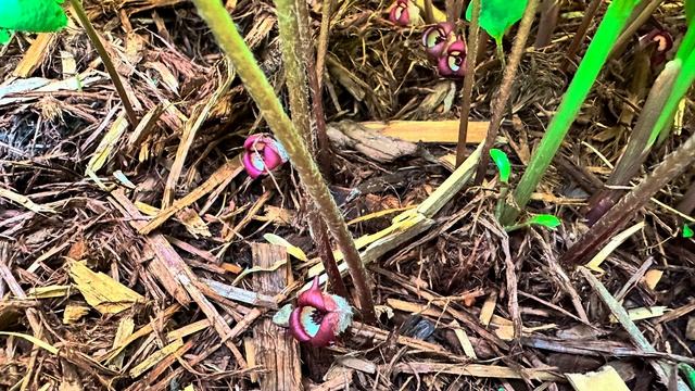 Damp shade garden in bloom-- Spring tour 2024 смотреть онлайн