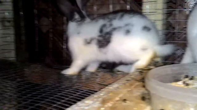 Откормочные клетки смотреть онлайн